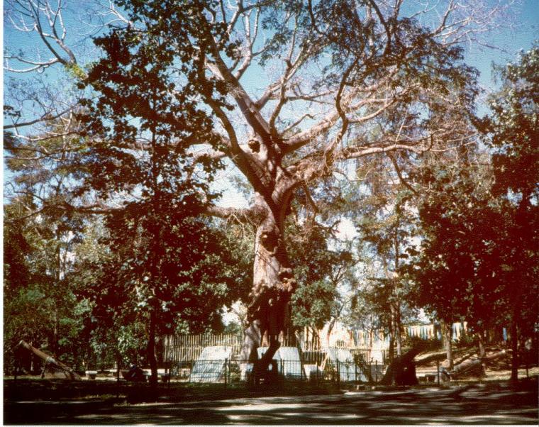 A large tree with a cannon and plaque at the bottom mark the site of the Santiago Surrender Tree.